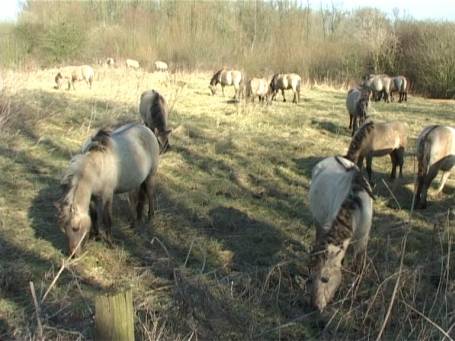 Ooijpolder NL : Weidende Konikpferde